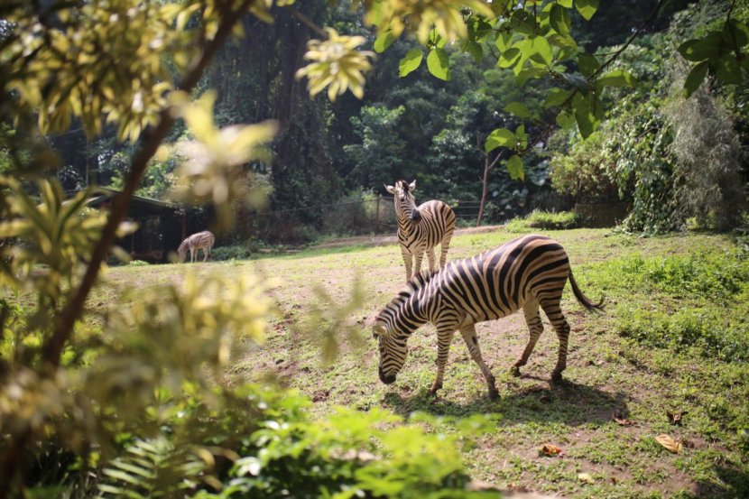 Kuda Zebra menjadi salah satu hewan yang ada di Kebun Binatang Bandung yang lahannya bersengketa/Humas Pemkot Bandung