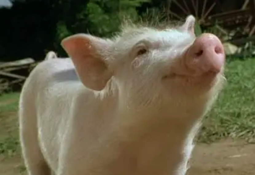 Anak babi di film Babe. (Dok. Universal Pictures)