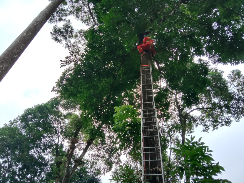 Petugas pemadam kebakaran mengevakuasi drone milik seorang siswa yang tersangkut diatas pohon setinggi 80 meter. (Dok Damkar Kuningan)