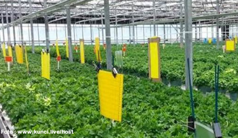 Aplikasi yellow trap pada kebun sayur