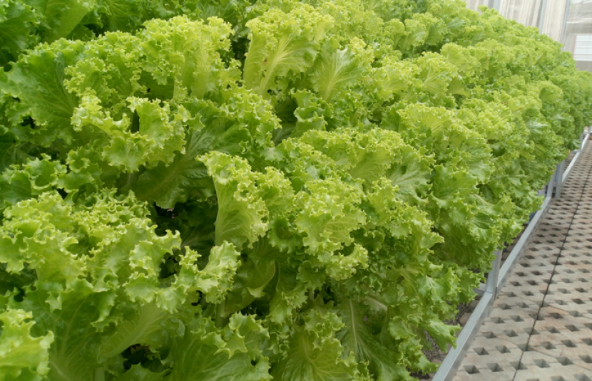 Sayuran selada yang dibudidayakan dengan sistem hidroponik, umur 30 hari dihitung mulai HST (Hari Setelah Tanam) sayuran siap dipanen
