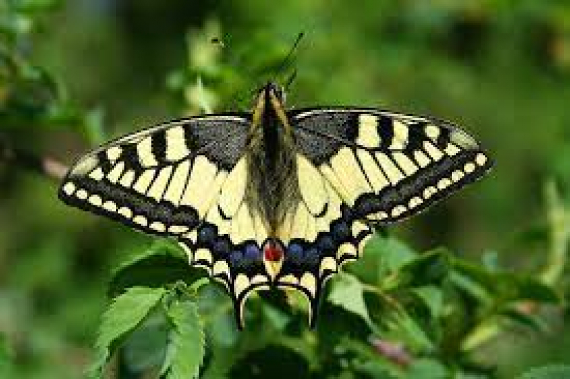 Kupu-kupu merupakan metamorfosis dari ulat menjadi kepompong kemudian berubah menjadi kupu-kupu. (istimewa).  