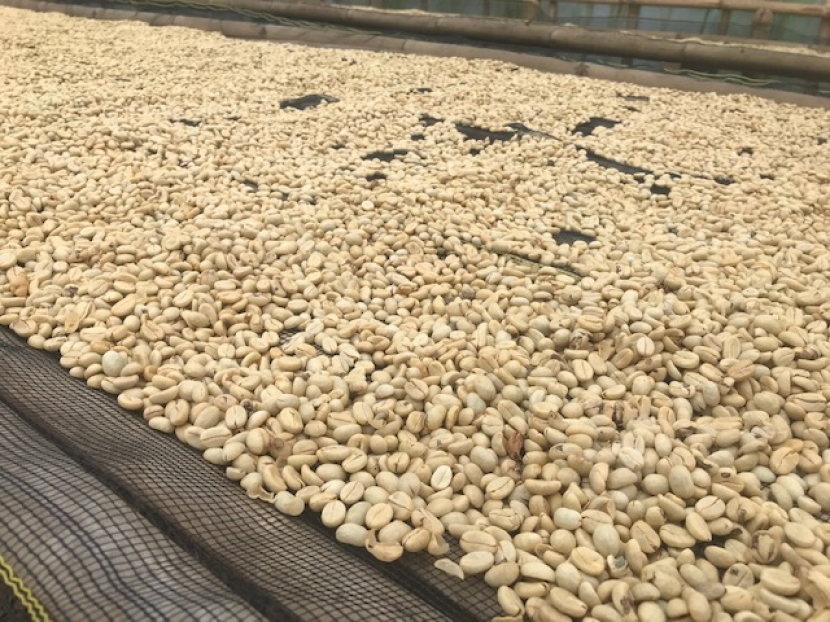 Penjemuran gabah kopi dengan metode wash process