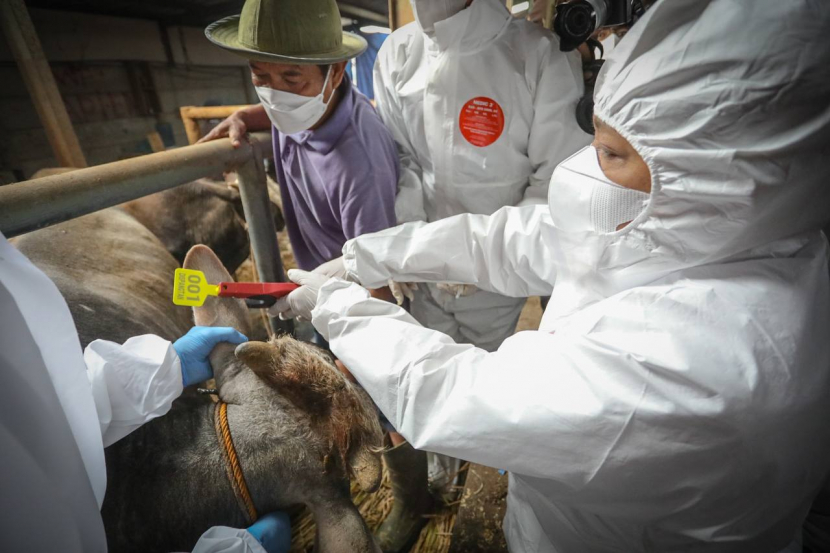 Vaksinasi PMK hewan di Kota Bandung
