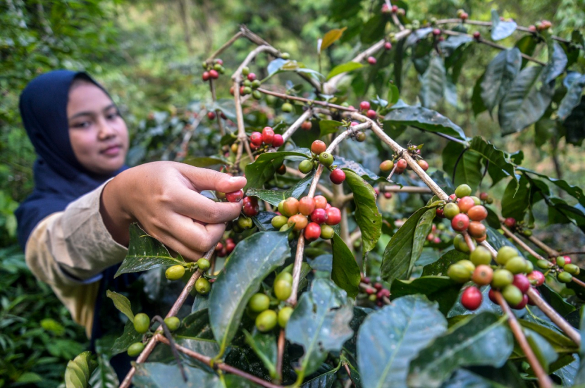Petani memetik ceri kopi di perkebunan yang ada di wilayah Gunung Puntang, Jawa Barat. ( sumber foto: Abdan Syakura)