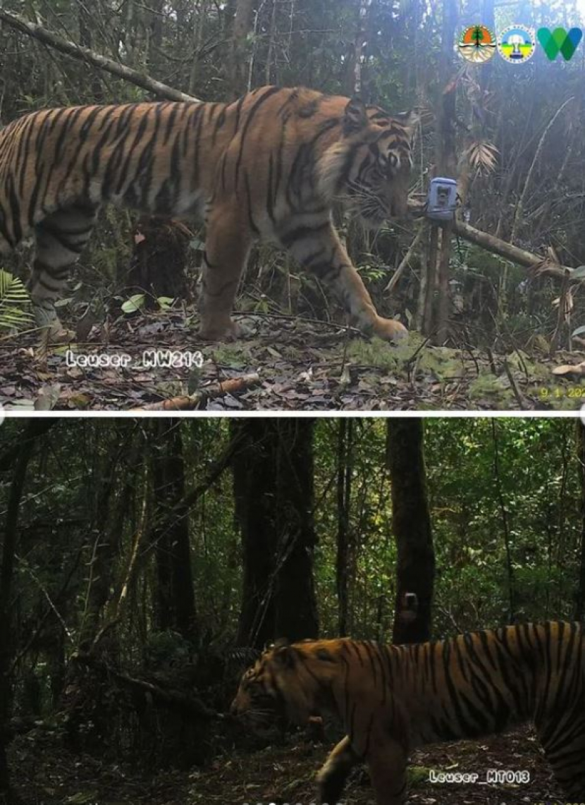 13 individu harimau sumatra terpantau di Taman Nasional Gunung Leuser/ Foto: @bbtn_gn_leuser