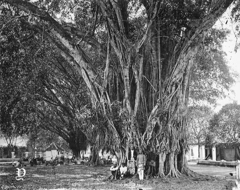 Pohon beringin tua di Jawa tahun 1900. Orang Jawa percaya di tempat ini banyak dihuni demit dan makhluk halus.