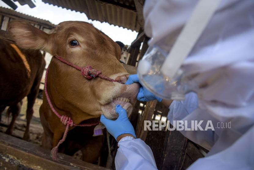 Petugas Dinas Ketahanan Pangan dan Pertanian (DKPP) Kota Bandung memeriksa kesehatan hewan sapi di salah satu lokasi penjulan hewan kurban di Sukahaji, Kecamatan Babakan Ciparay, Kota Bandung, Selasa (17/5/2022). Foto: Abdan Syakura/ Republika
