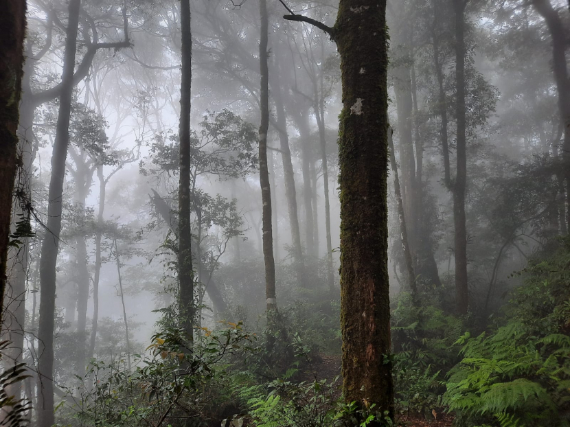 Hutan Gunung Luhur