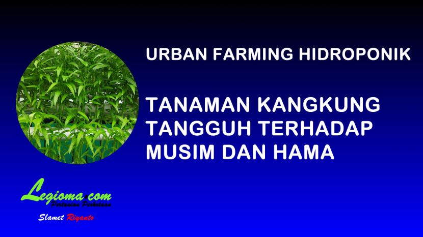 Kangkung menjadi alternatif urban farming karena tangguh terhadap cuaca dan berbagai hama