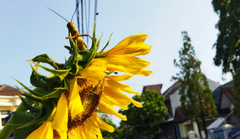 Bunga matahari menjadi daya tarik tersendiri bagi serangga agar tidak masuk di area kebun hidroponik