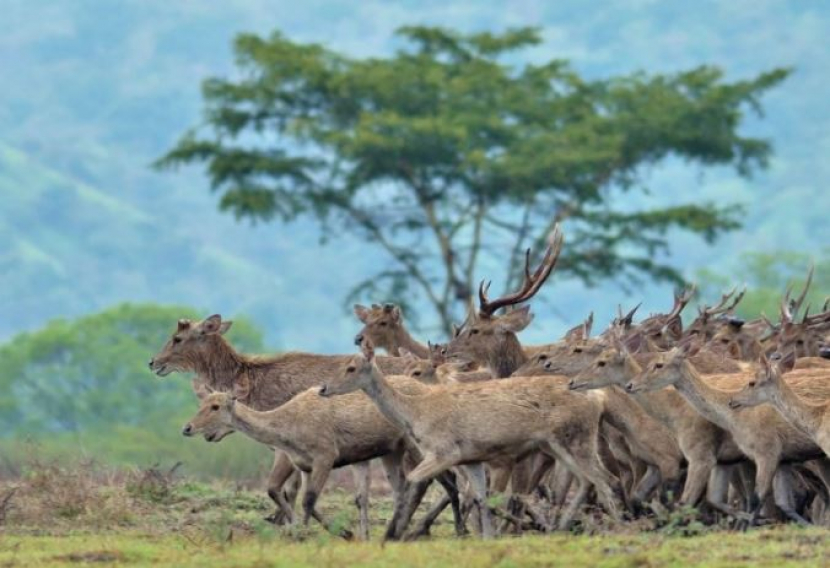 Sore hari hingga senja, kawanan rusa pulang ke Savana Bekol/ Foto: @yukbanyuwangi