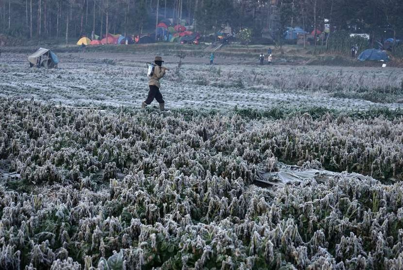 Frost yang juga disebut embun beku, bun upas, ibun, menyelimuti tanaman sayur di Dataran Tinggi Dieng, Jawa Tengah, pada Agustus 2020.