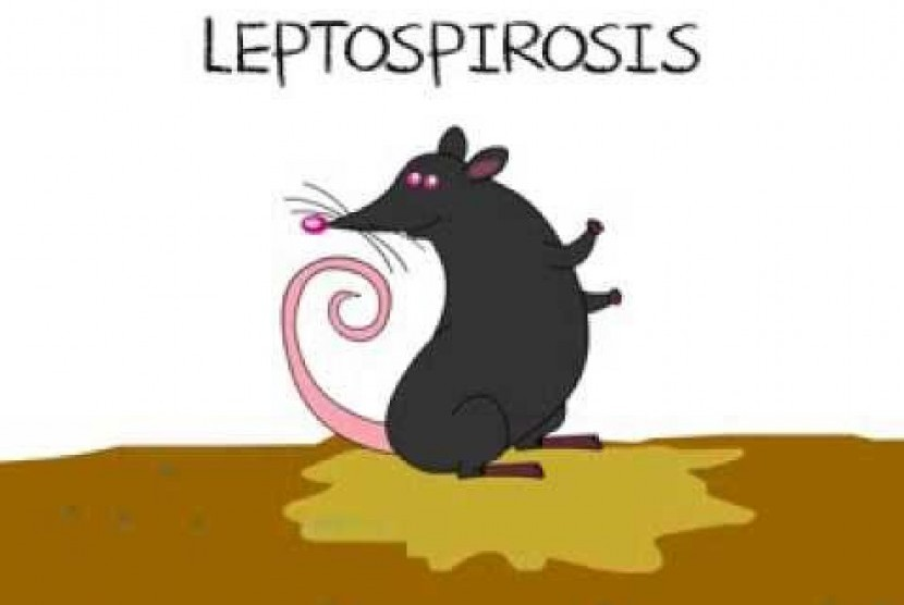 Leptospirosis biasanya menular ke manusia dari kencing hewan yang mengandung bakteri Leptospira. Foto : youtube