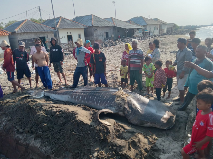 Warga berduyun-duyun melihat ikan hiu paus di pantai Desa Eretan Kulon. (Istimewa)