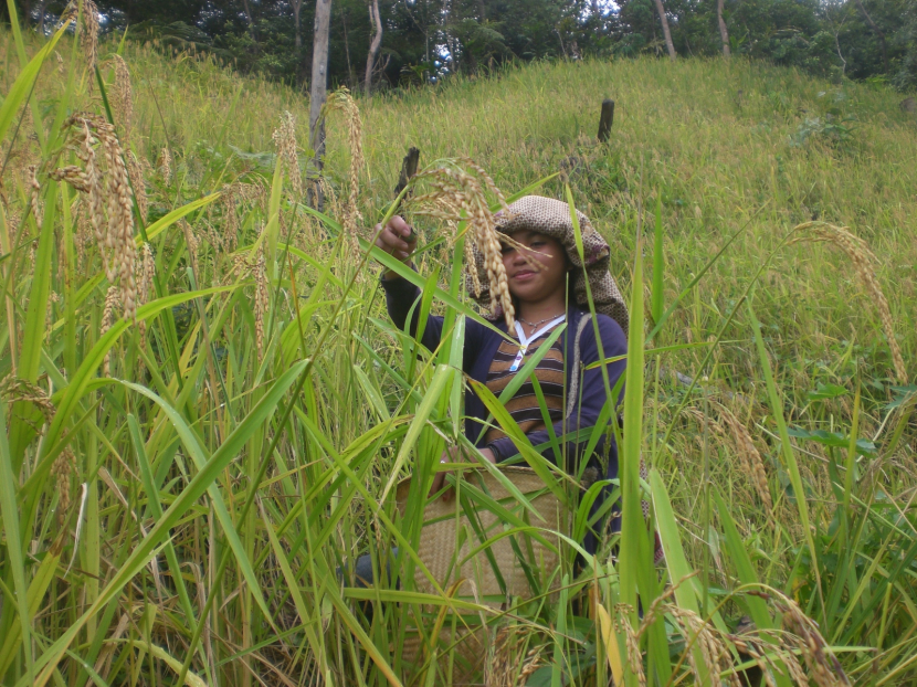 Petani kecil perlu dukungan untuk mendapatkan akses pasar. Strategi<a href=