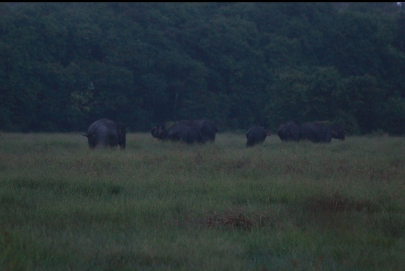 Kawanan gajah di TNWK (foto TFCA-Sumatera)