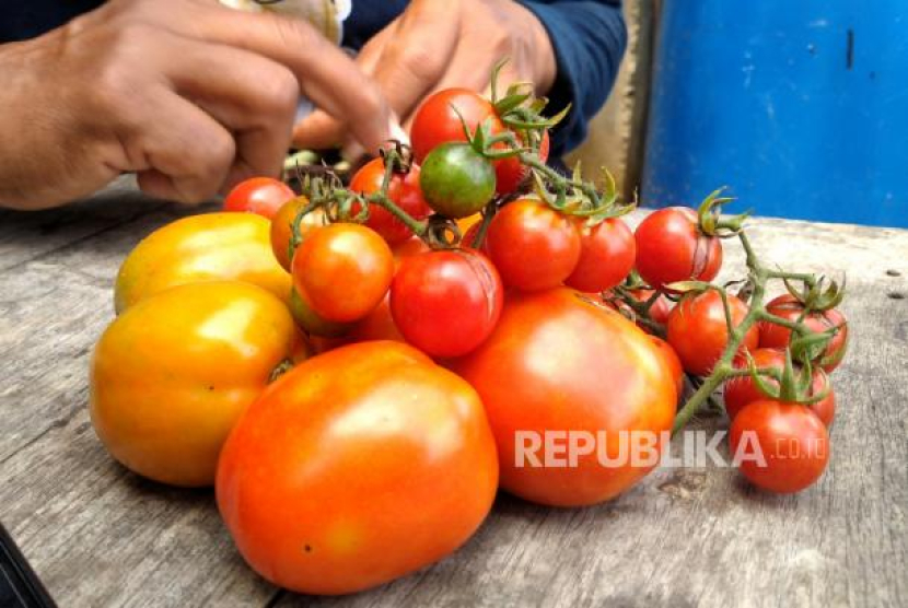 Ilustrasi buah tomat. Resep Herbal Prof Hembing: Mengatasi Gangguan Prostat dengan Semangka dan Tomat. Foto: Republika/Wihdan Hidayat