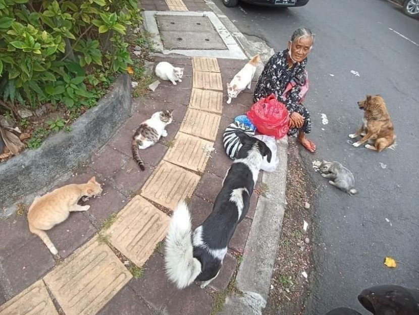 Ibu pemberi makan kucing dan anjing di Bali. Foto: Facebook / via Sagra.Bali