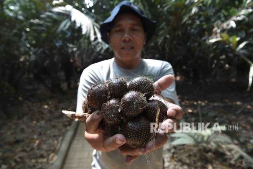 Salak Condet. Petugas menunjukkan salak condet yang dipanen di Kebun Cagar Buah Condet (KCBC), Balekambang, Kramat Jati, Jakarta Timur. Foto: Republika.