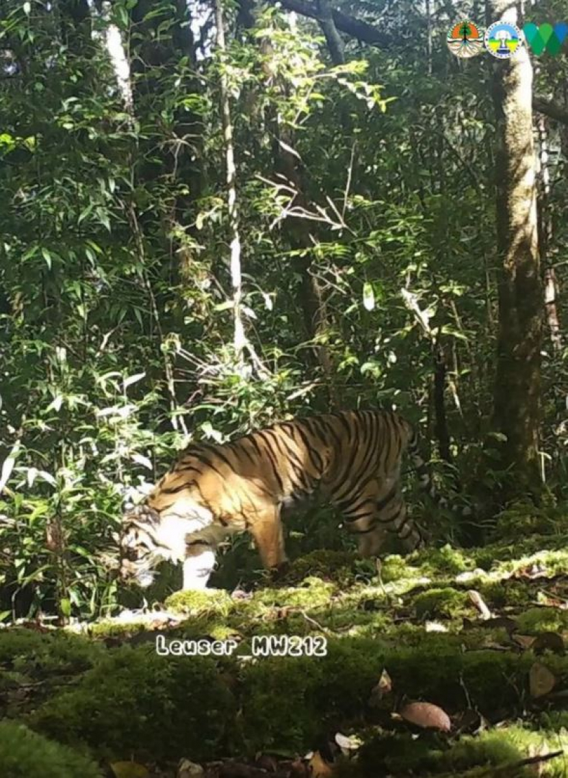 Keberadaan harimau sumatra di Taman Nasional Gunung Leuser/ Foto: @bbtn_gn_leuser