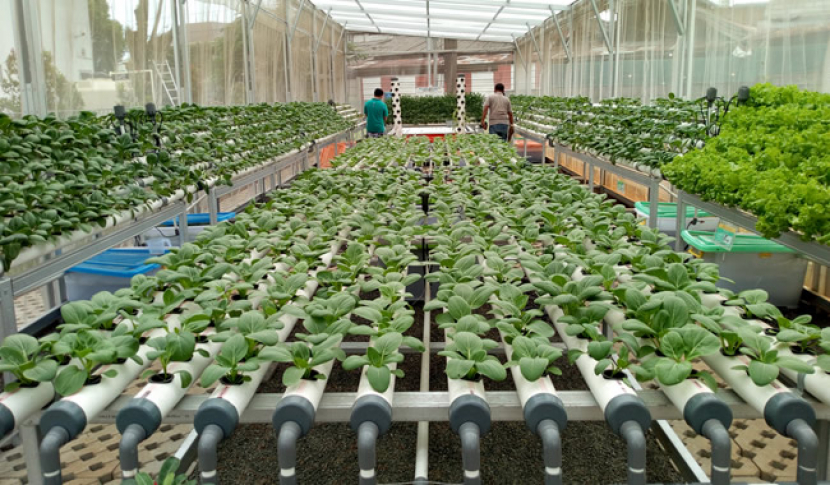 Dalam satu green house bisa diterapkan berbagai sistem hidroponik, DFT, NFT, Tower, dan apung