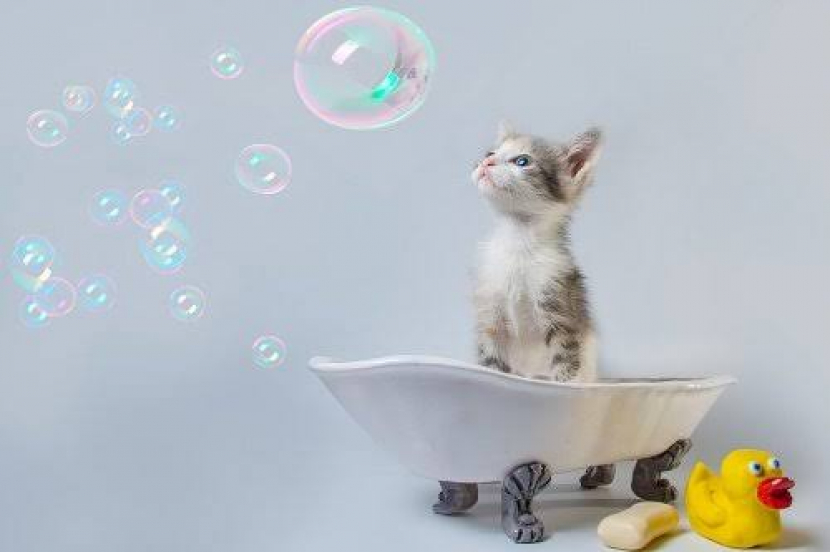 Memandikan Anak Kucing. Foto: https://pet-happy.com/how-often-should-you-bathe-a-cat/