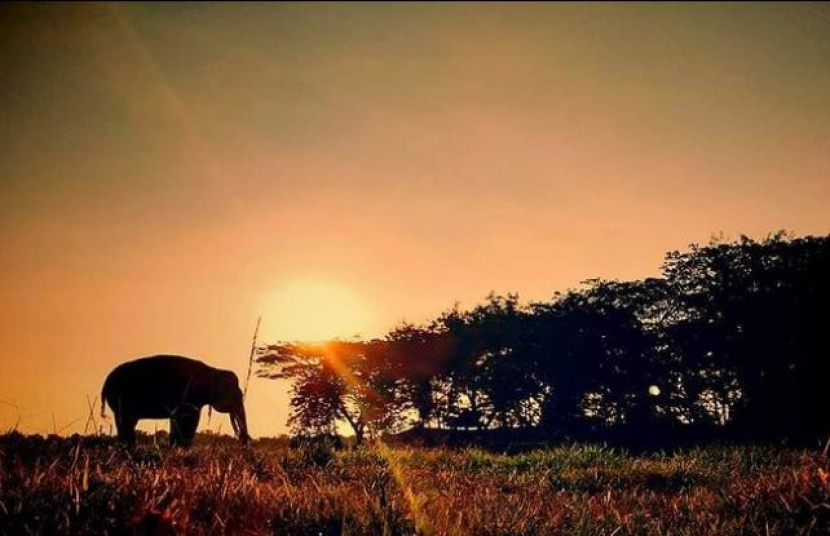 Gajah sumatra di Pusat Latihan Gajah (PLG) Taman Nasional Way Kambas/ Foto: @btn_waykambas