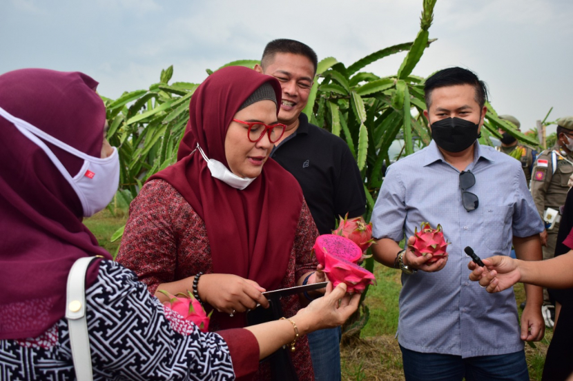 Bupati Indramayu, Nina Agustina, saat mencicipi buah naga di lahan Desa Tambak, Kecamatan Indramayu. (Dok Diskominfo Kabupaten Indramayu)