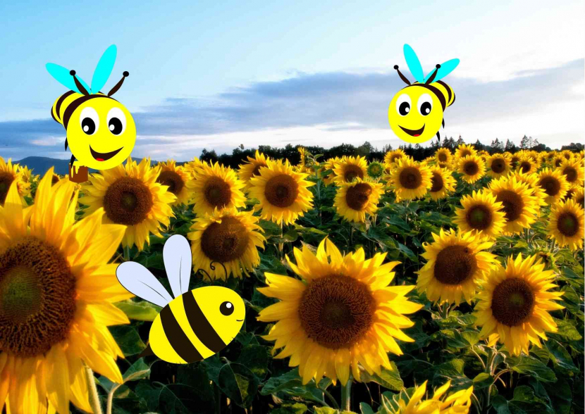 Lebah madu dan bunga matahari