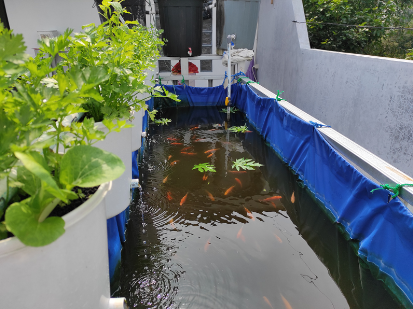 Aquaponik, sistem terintegrasi untuk mendapatkan ikan sekaligus sayuran