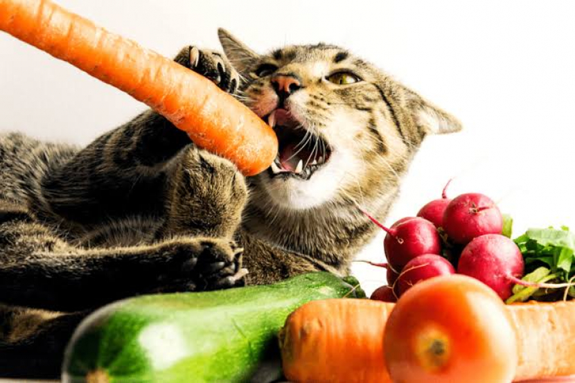 Kucing makan wortel. Foto: pinterest