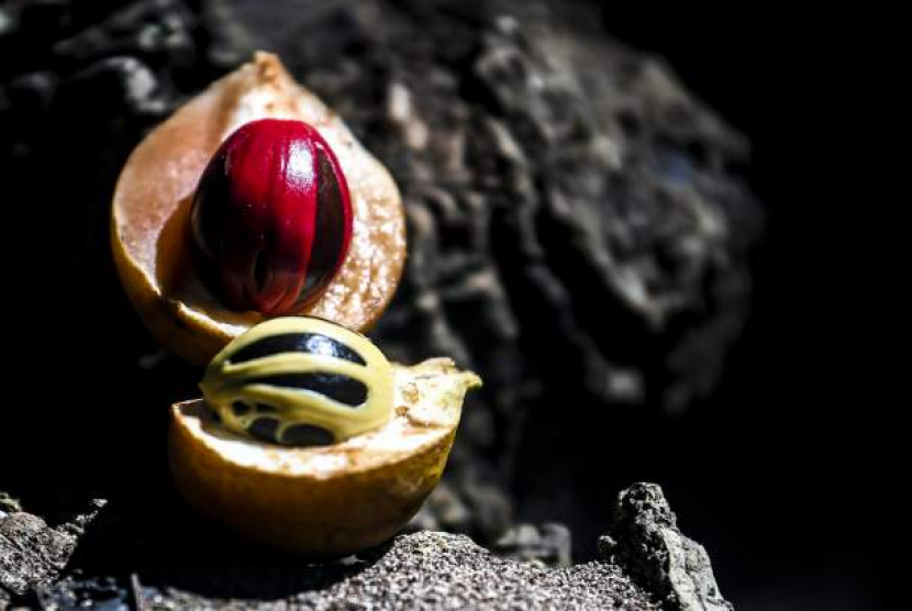 Detail buah pala di Pulau Banda, Maluku. (Antara Foto/Muhammad Adimaja)