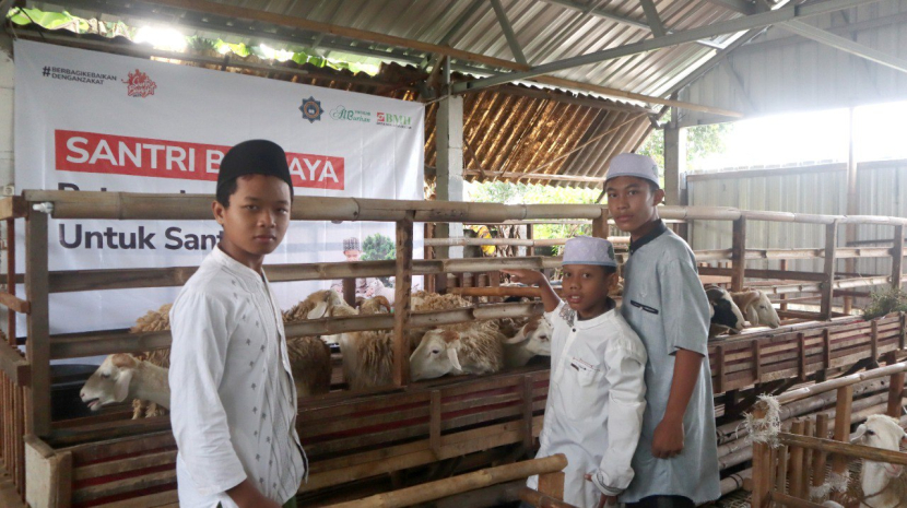 Salah satu program BMH di Hari Santri Nasional adalah pemberdayaan santri dengan beternak kambing. Hal itu antara lain dilakukan oleh BMH Perwakilan Jawa Tengah. (Foto-foto: Dok BMH)