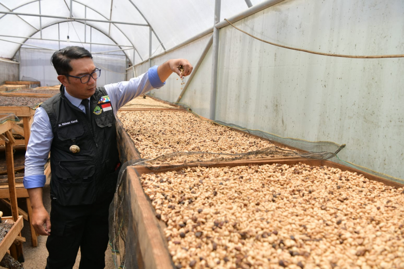 Gubernur Jabar Ridwan Kamil memperlihatkan kopi asal Garut/Humas Jabar