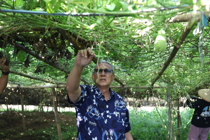 Bupati Kuningan, Acep Purnama, mengunjungi kebun labu siam milik Abah Ahud. (Dok Diskominfo Kabupaten Kuningan)