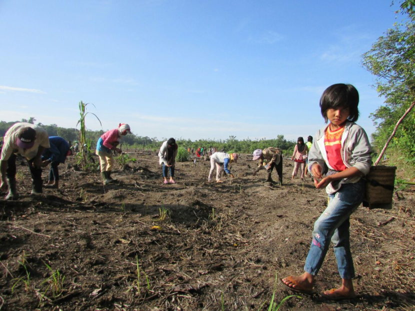 Masyarakat Dayak Iban, Sungai Utik, Kapuas Hulu, Kalimantan Barat, sedang menanam padi dengan cara menaburkan 5-6 butir gabah ke lubang tugal. Mereka nebaur dengan berjalan maju (foto: dokumentasi ypb).