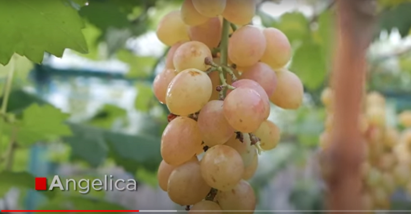 Jenis anggur Agelica -- mixgrape