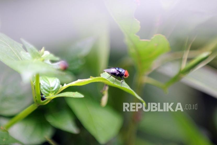 Seekor lalat hinggap di daun. Hadits Lalat Tercelup di Minuman, Shahih atau Palsu? Foto: Republika/Putra M. Akbar 