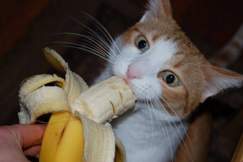 Kucing makan pisang. Foto: pinterest