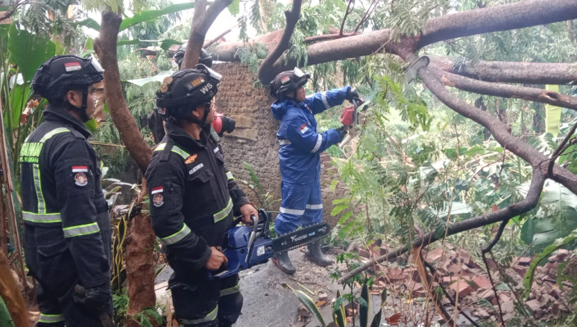 Petugas Damkar Kuningan membersihkan pohon tumbang akibat cuaca ekstrim di Desa Ancaran, Kecamatan Kuningan, Sabtu (4/11/2023). (Dok Damkar Kuningan)