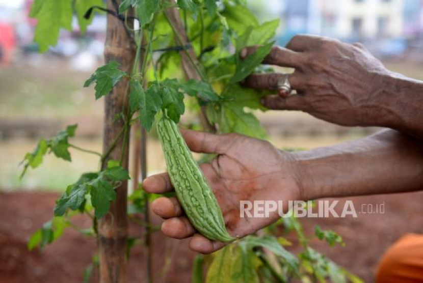 Tanaman pare. Meski Pahit, Pare Mampu Menekan Sel Kanker dan Menurunkan Gula Darah. Foto: Republika/Prayogi