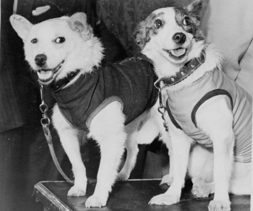 Anjing Rusia Belka dan Strelka adalah hewan pertama yang mengorbit Bumi dan mendarat dengan selamat pada 19 Agustus 1960. (Gambar: Fine Art Images/Heritage Images/Getty Images)