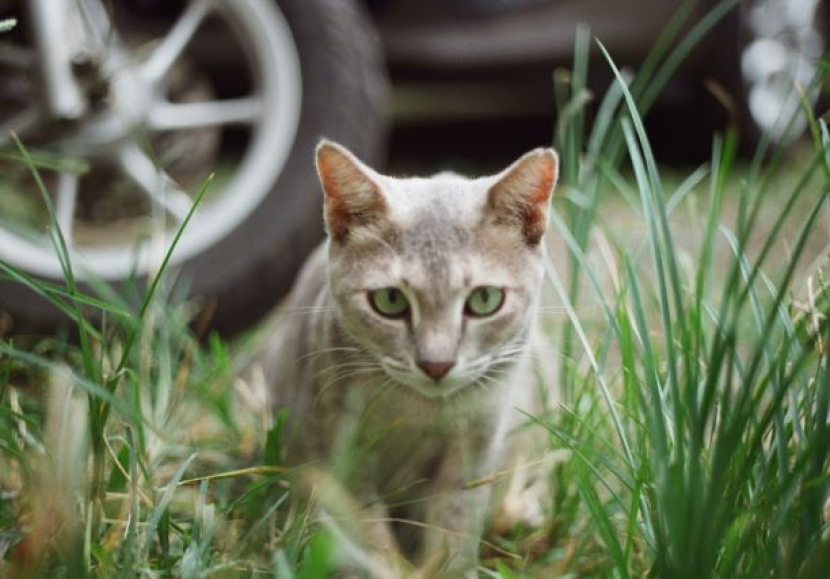 Kucing yang sehat juga perlu berkunjung ke dokter hewan