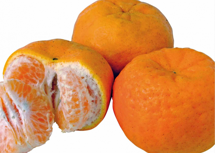 Ponkan, jeruk mandarin untuk Hari Raya Imlek 2022/ Foto: Canva