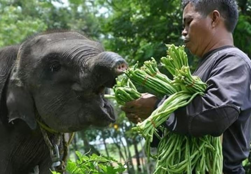 Gajah sumatra dalam perawatan di Taman Nasional Way Kambas/ Foto: @btn_waykambas