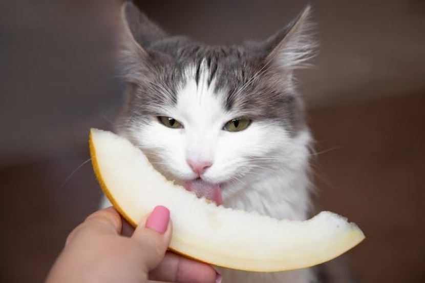 Kucing makan melon. Foto: Freepik