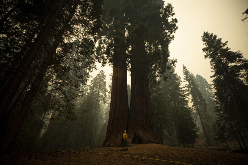 Seorang pemadam kebakaran memeriksa pohon sequoia di Sequoia National Park di California, Amerika Serikat. (ETIENNE LAURENT/EPA-EFE)