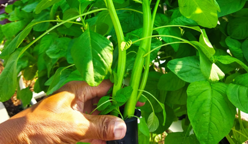 Bayam hidroponik usia 27 hari setelah tanam (HST), sayuran bayam yang dibudidayakan secara hidroponik tumbuh lebih cepat.