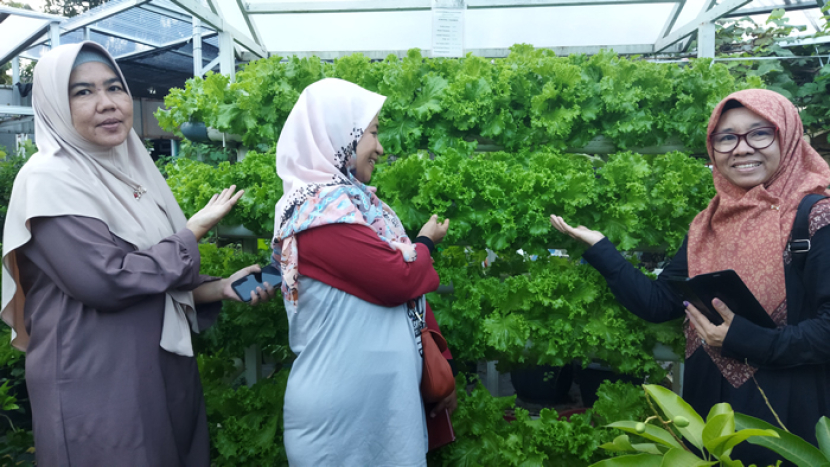 Sayuran selada yang dibudidayakan secara hidroponik di kebun urban farming Pagertani Farm Depok Maharaja, Kota Depok Jawa Barat